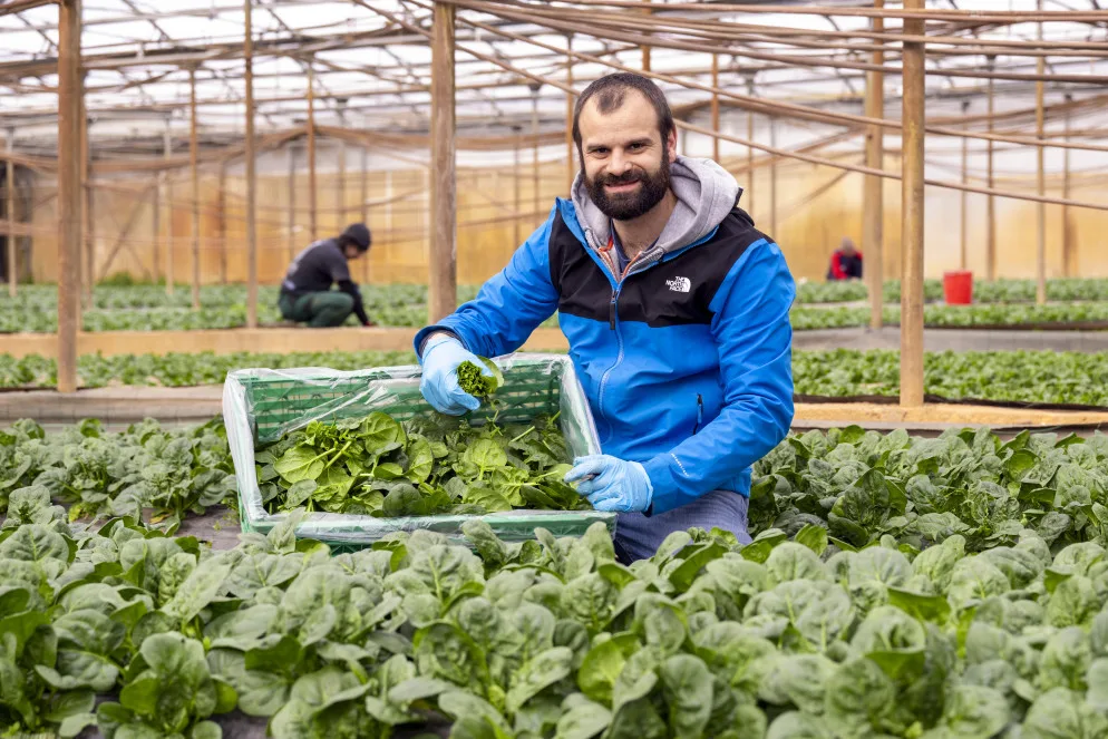 A smiling grower holding a crate of freshly picked greens in a polytunnel, with a colleague working in the background.